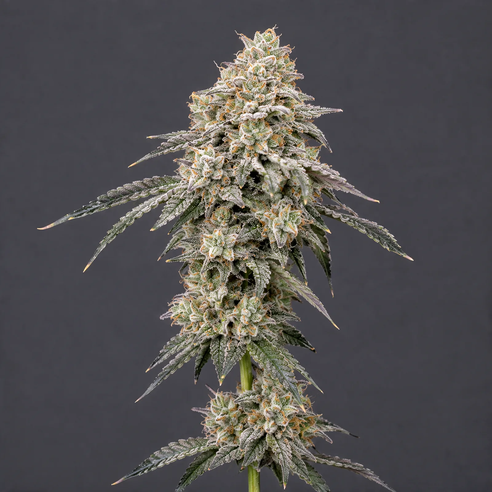 Peach Fuel Auto