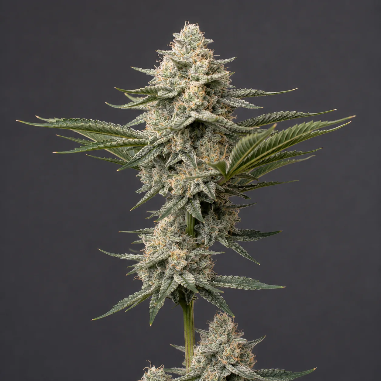 White Ash Auto